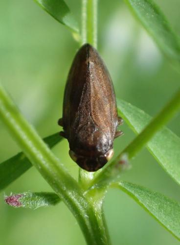 Philaenus spumarius